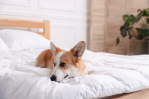 חופשה לחבר הכי טוב - איך לבחור מלון מומלץ לכלבים