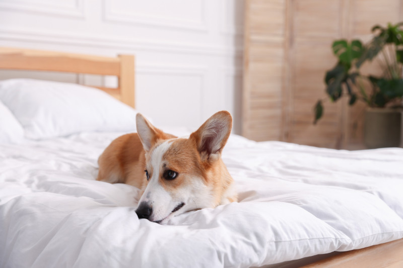 חופשה לחבר הכי טוב - איך לבחור מלון מומלץ לכלבים